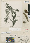 Coreopsis seretii De Wild., Congo, F. Seret 306, Isotype, F