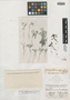 Bidens minuscula L?v. & Vaniot, KOREA, E. J. Taquet 1031, Isotype, F