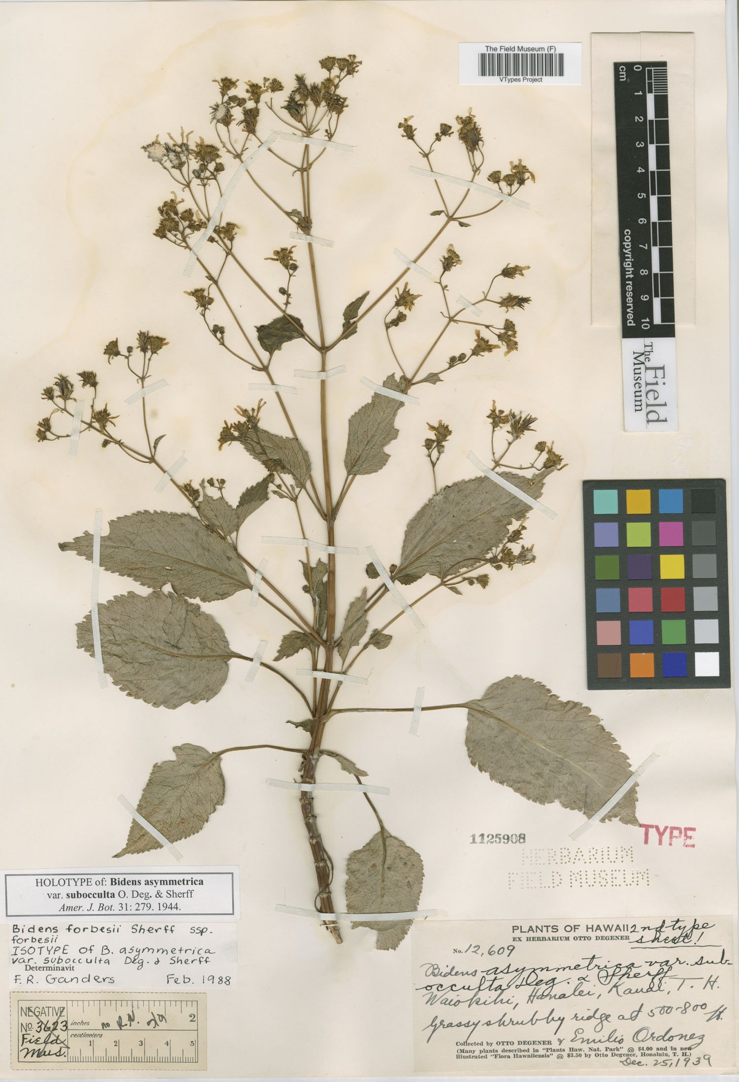 Bidens forbesii subsp. forbesii image