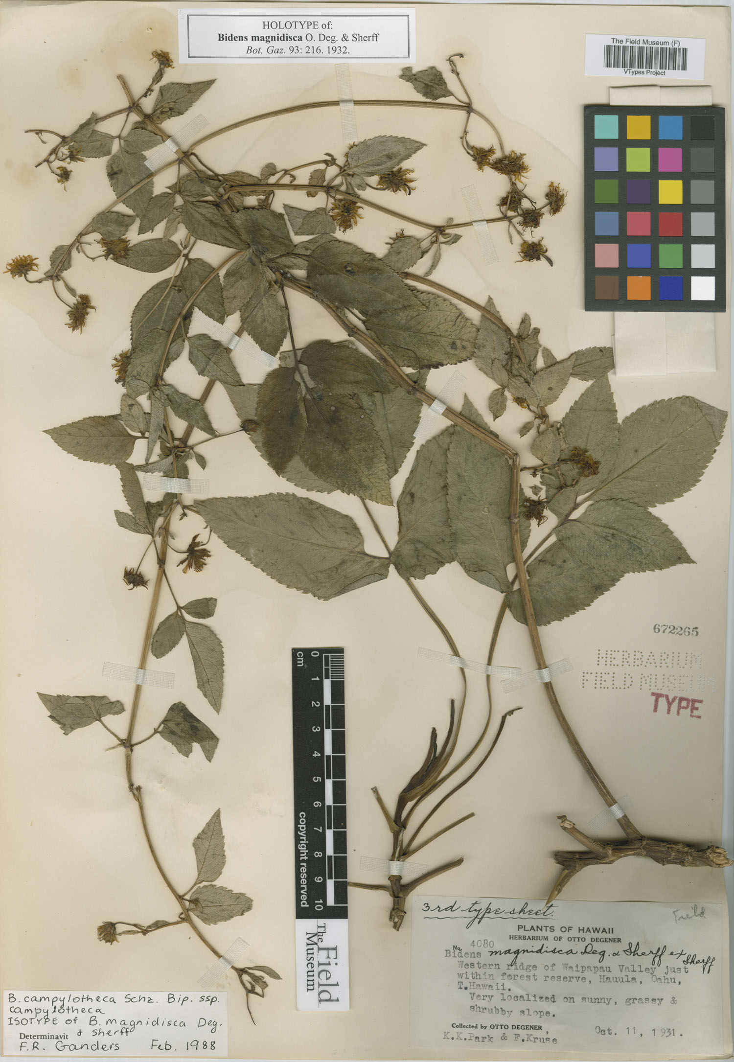 Bidens campylotheca subsp. campylotheca image