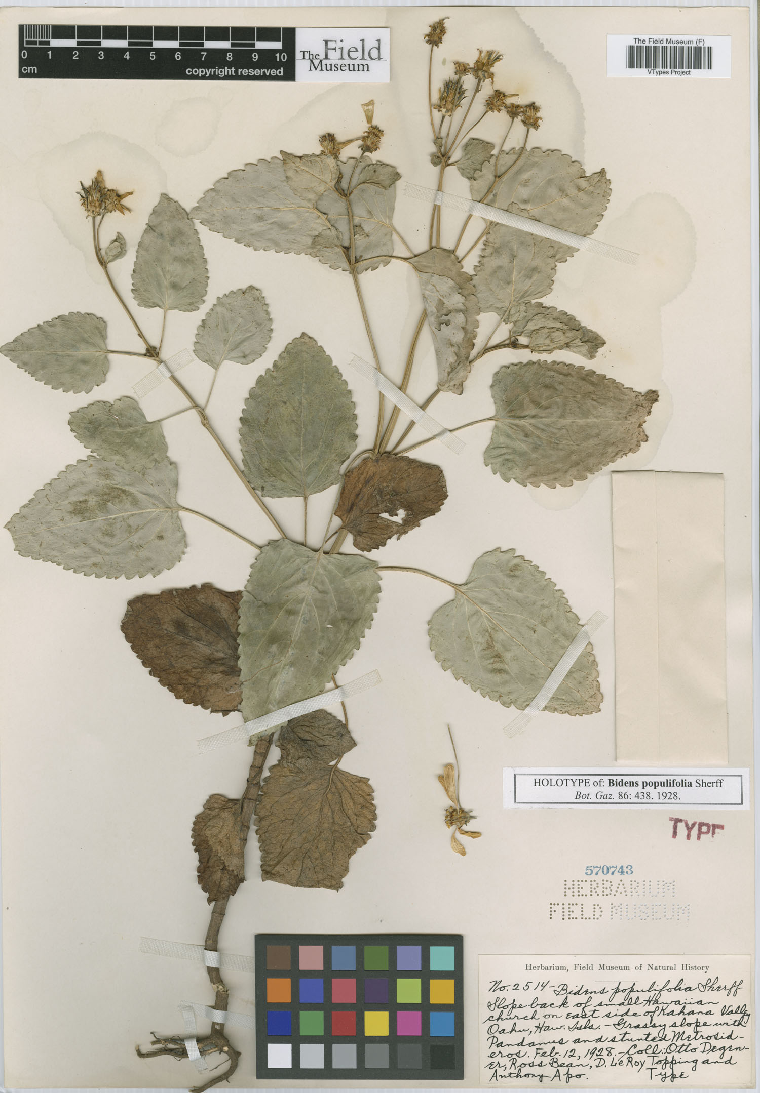 Bidens populifolia image