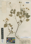 Bidens populifolia image