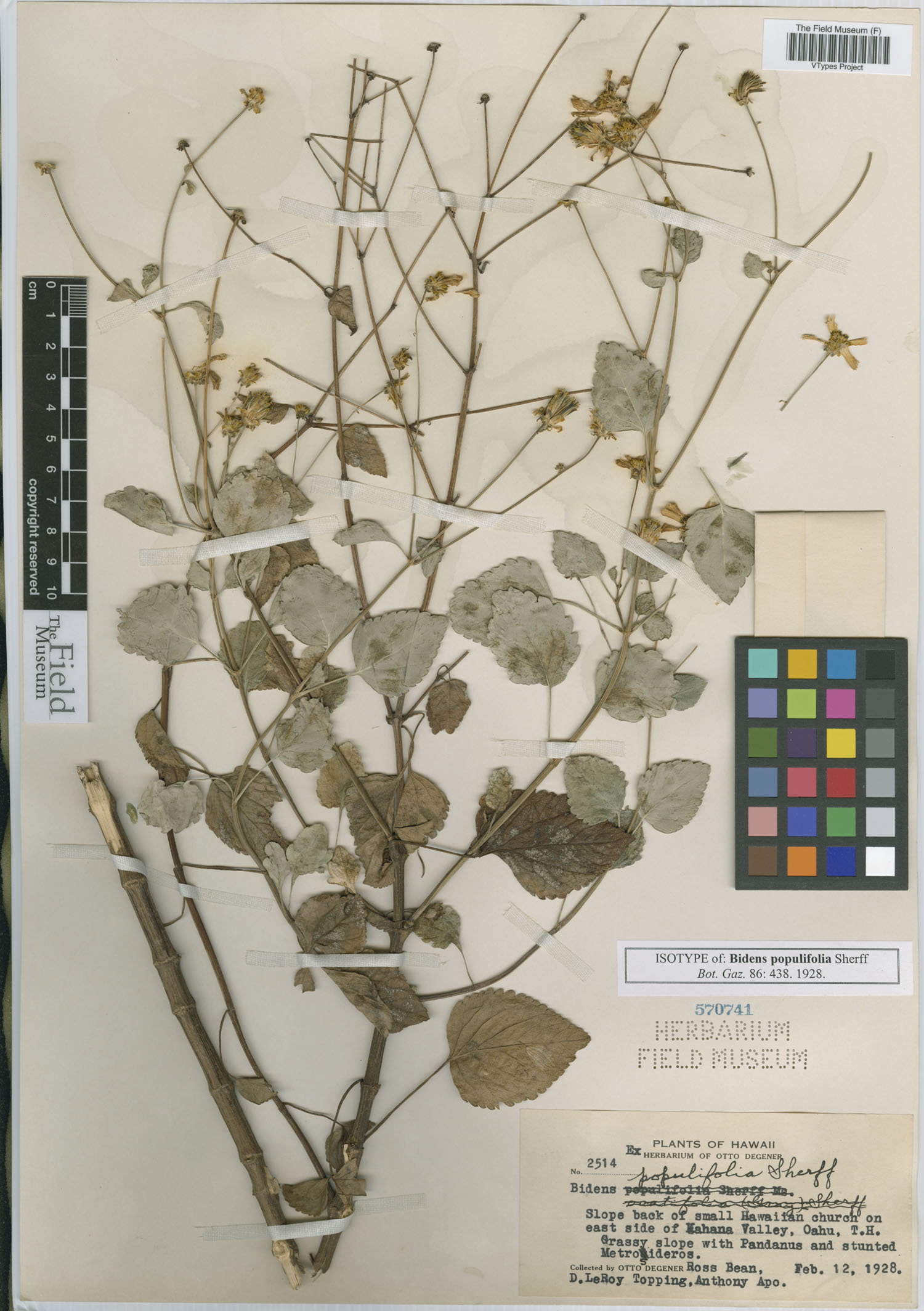 Bidens populifolia image