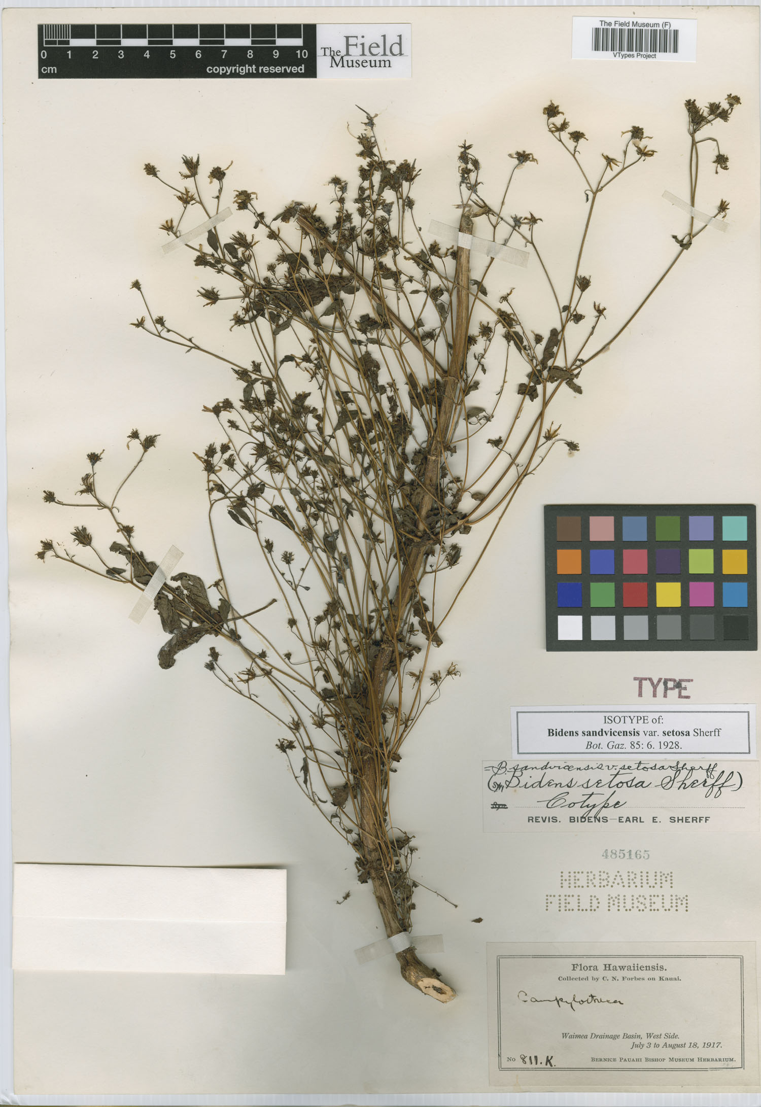 Bidens sandvicensis var. setosa image