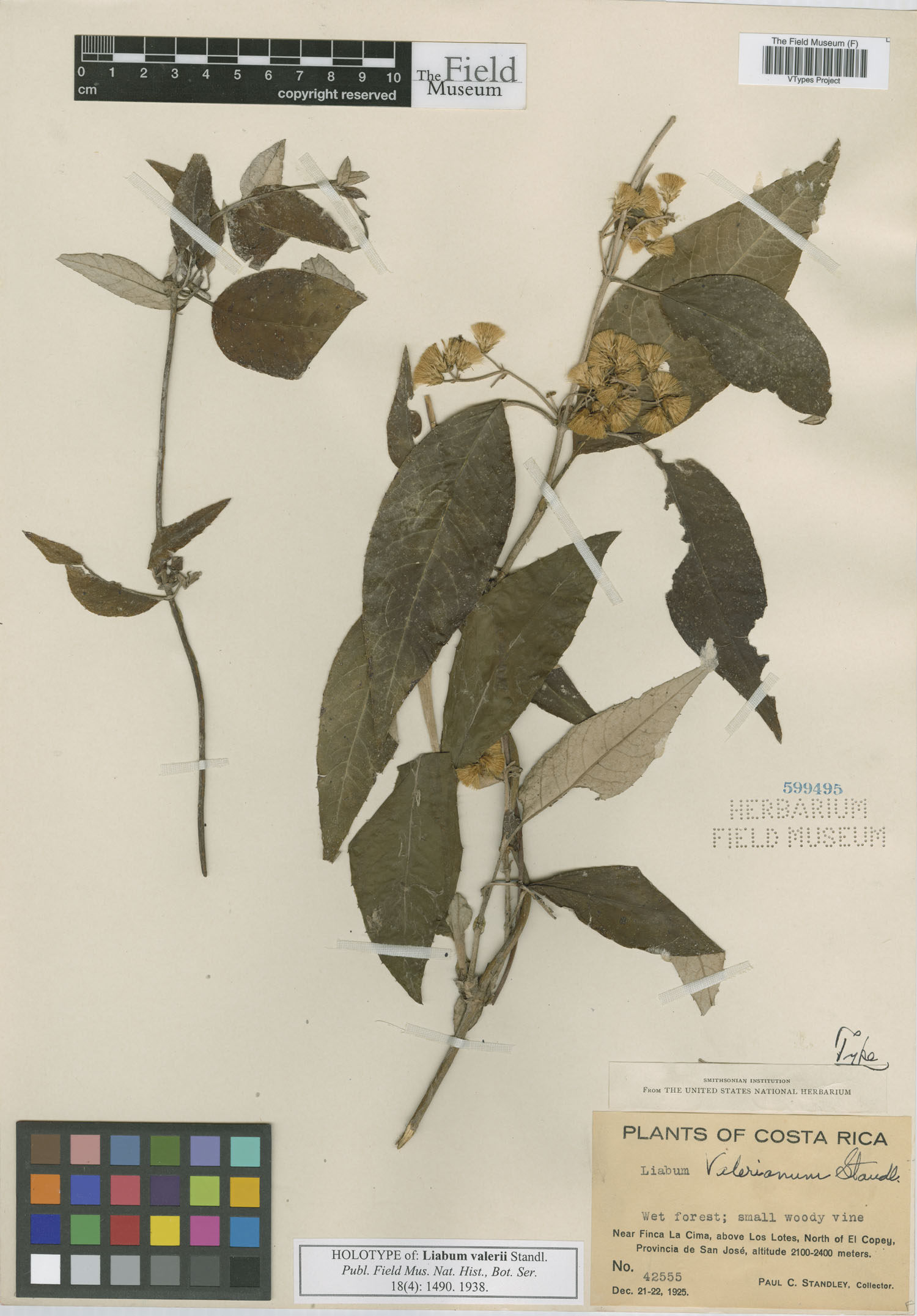 Oligactis sessiliflora image