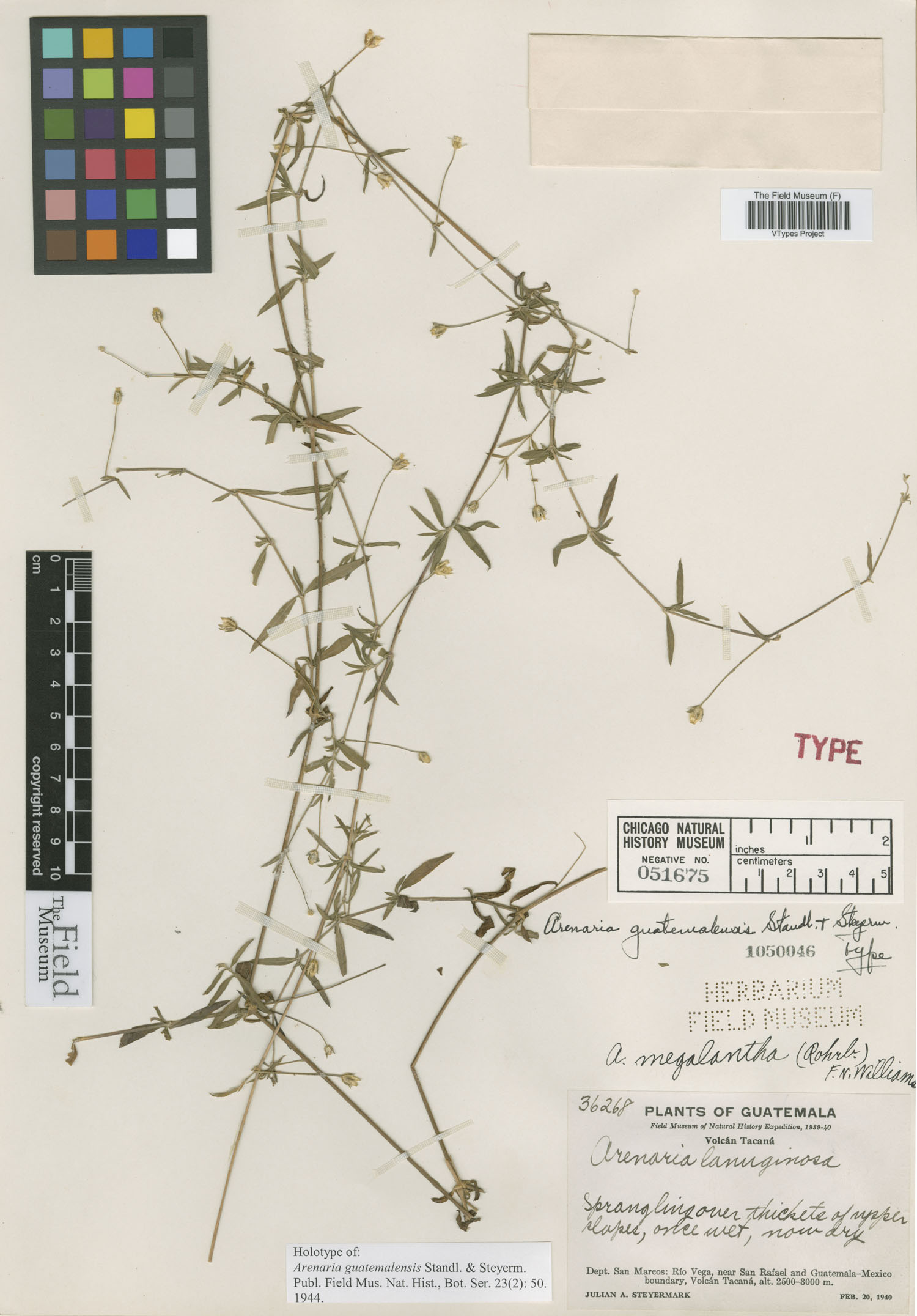 Arenaria lanuginosa subsp. guatemalensis image