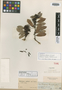 Macleania reducta A. C. Sm., ECUADOR, R. Spruce 5842, Isotype, F