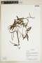 Herbarium Sheet V0375594F