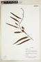Herbarium Sheet V0375596F