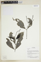 Herbarium Sheet V0375605F