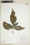 Herbarium Sheet V0375607F