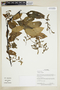 Herbarium Sheet V0375609F