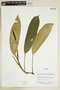 Herbarium Sheet V0375619F
