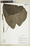 Herbarium Sheet V0375624F