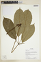 Herbarium Sheet V0375632F