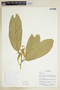 Herbarium Sheet V0375640F