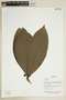 Herbarium Sheet V0375643F