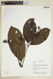 Herbarium Sheet V0375644F