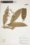 Herbarium Sheet V0387308F