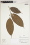 Herbarium Sheet V0387304F