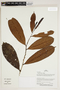Herbarium Sheet V0387406F