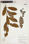 Herbarium Sheet V0387140F