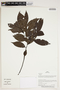 Herbarium Sheet V0387141F