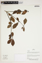Herbarium Sheet V0387201F
