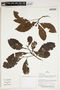 Herbarium Sheet V0387247F