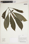 Herbarium Sheet V0387114F