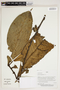 Herbarium Sheet V0387132F