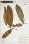 Herbarium Sheet V0387119F