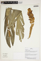 Herbarium Sheet V0387446F
