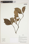 Herbarium Sheet V0387202F
