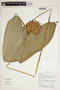 Herbarium Sheet V0387261F