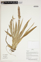 Herbarium Sheet V0387187F