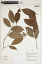 Herbarium Sheet V0387307F