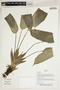 Herbarium Sheet V0387341F