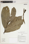 Herbarium Sheet V0387128F
