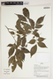 Herbarium Sheet V0387321F