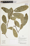 Herbarium Sheet V0387253F
