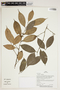 Herbarium Sheet V0387420F
