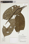 Herbarium Sheet V0387137F