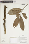 Herbarium Sheet V0387129F