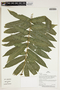Herbarium Sheet V0387401F