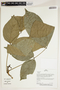 Herbarium Sheet V0387411F