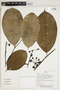 Herbarium Sheet V0387138F