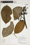 Herbarium Sheet V0387139F