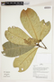 Herbarium Sheet V0387319F
