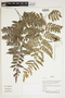 Herbarium Sheet C0675375F